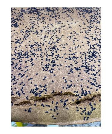 Ocean Black Cumin Oil 60 Capsules -(MIAD:04/2025)