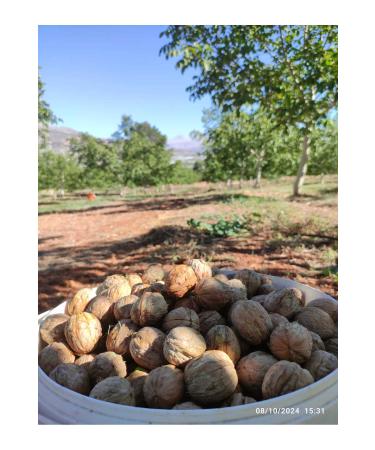 Water Collagen Sambucus Cherry Flavored Collagen 40mlx30 Shot - Buy Online on GoSupps.com