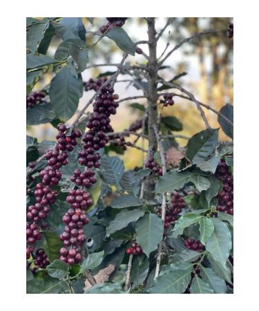 Brownberry Latin American Coffees Tasting Set 4 X 250 gr (COLOMBIA BRAZIL COSTA RICA HONDURAS). - Buy Online on GoSupps.com