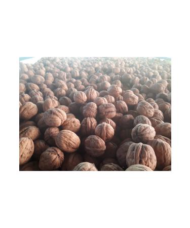 Lotus Biscoff 25*6.25 GX 3 - Buy Online on GoSupps.com