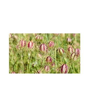 DAYE HATUN Black Cumin Vinegar / Black Cumin Vinegar (natural Fermented Live Vinegar / Nat. Ferm. / 500 Ml) - Buy Online on GoSupps.com