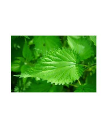 DAYE HATUN Horsetail & Nettle Vinegar (natural Fermented Live Vinegar/500 Ml) - Buy Online on GoSupps.com