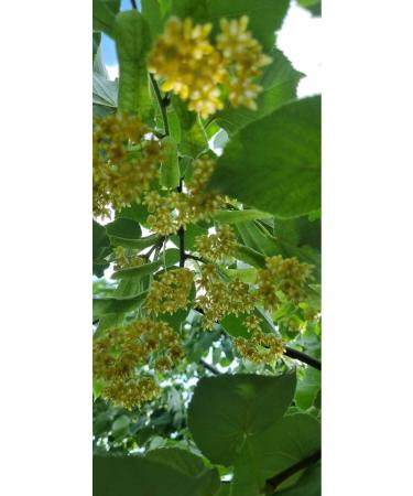 burmet 150 grams Dried Linden