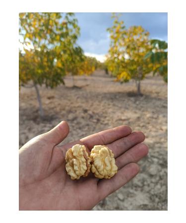 INNAGHA FOOD Pure Original Natural White Honey 1 kg