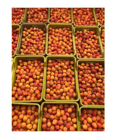 Alfasol Turbo 100 Yeast 50 g + Yeast Nutrient 50 g Set