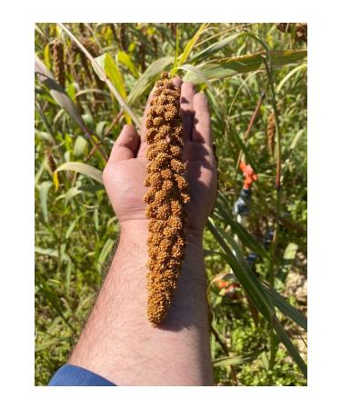 ALTIN EK N Natural Red Dalmation 1 Kg (FOX TAIL)