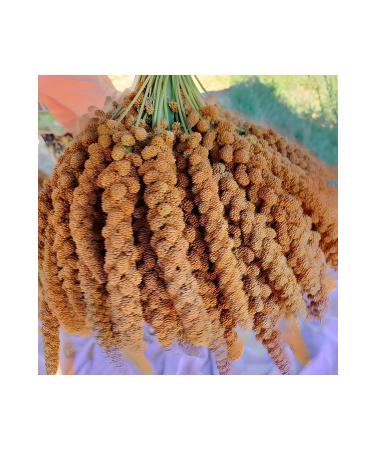 BEYORGANIK Organic Bey Purple Mix 260gr