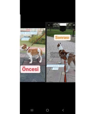 Collagenflex Collagen Flex Official Patented Extra Development and Strengthening for Dogs 3 Pieces. - Buy Online on GoSupps.com