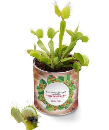 AMORE Goldfish Food and Vitamin Set 1000 Blue Feel and Amore 125 ml Box