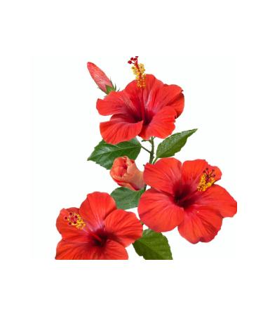 L'anza Healing Colorcare Moisturizing Conditioner (Cruelty-free 8.5floz) ECBeauty!Q345