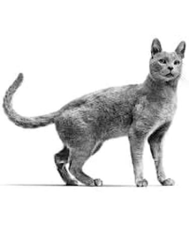 Royal Canin Veterinary Skin & Coat for Neutered Cats | 1.5 kg | Support Skin Health & Hair Loss Solutions - Buy Online on GoSupps.com