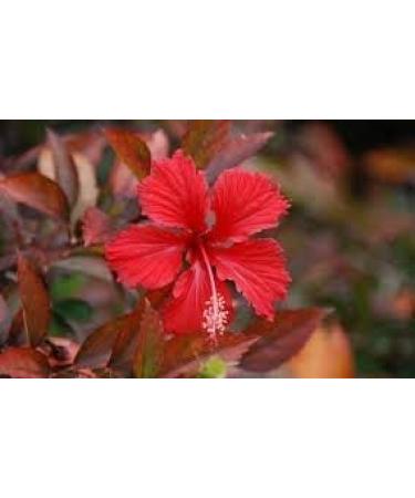 NIGHT Herbal Care Hibiscus Hair Powder Unisex 100 g - Buy Online on GoSupps.com