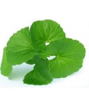 Fresh Vallarai Leaves Bunch | Single Bunch | Vallarai Keerai | Gotu Kola | Green leafy | Healthy | Used Cooking for Juice & Soup etc.. | Approx 200G - Buy Online on GoSupps.com
