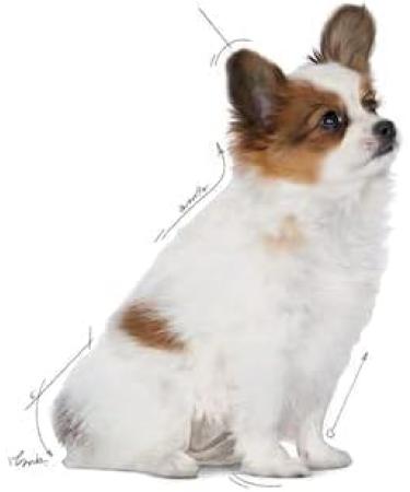 Royal Canin X-SMALL Puppy | 500g | Dry food for very small breed puppies | May contribute to the normal functioning of the immune system | With omega-3 - Buy Online on GoSupps.com