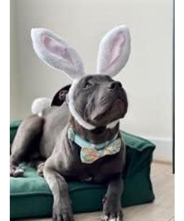 Midlee Small White Bunny Ears for Dogs with Tail - Adorable Costume Accessory - Buy Online on GoSupps.com