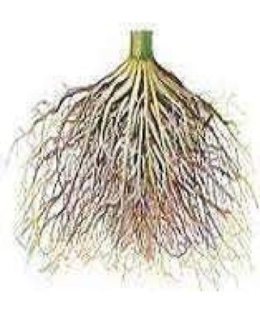 ORGANIZE Tridev ayurveda Apamarg Stekelig Kaf Wortel Chirchita Achyranthes Aspera 50 gm Merk panihari - Buy Online on GoSupps.com