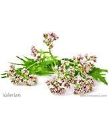 All-Natural Sleep Formula | Relax Fall Asleep Fast & Stay Asleep Longer - 30 Servings - Buy Online on GoSupps.com