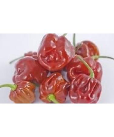 10 seeds of chili pepper Capsicum chinense one of the largest and hottest Habanero