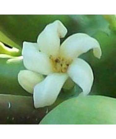 Papaya - LETTING GO Hawaiian Flower Essence 1oz. - Buy Online on GoSupps.com