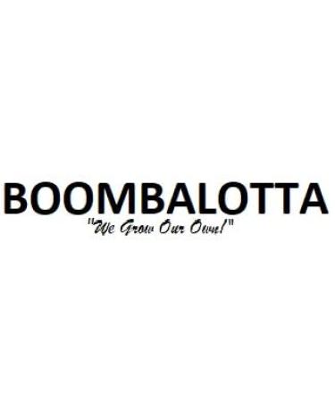 Shop Boombalotta Natural Comfrey Salve - Premium Herbal Pain Relief | International Shipping Available - Buy Online on GoSupps.com