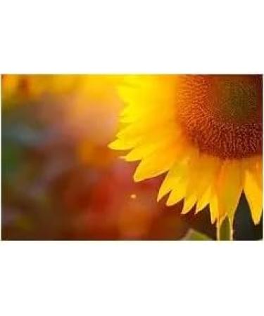 RL24 Leovet Organic Skin Oil for Horses | Itch Relief Summer Eczema & Dry Skin Care | Strengthening Skin Lotion with Organic Sulfur | 3 x 500 ml Set - Buy Online on GoSupps.com