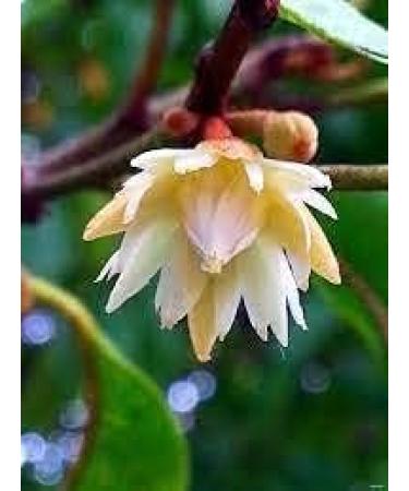 MagilamPoo Flower Powder Spanish cherry Flower Powder Mimusops Elengi Maulsari Flower Ilanji Flower Powder Pack of 1 100GM - Buy Online on GoSupps.com