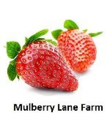 Organic Non-GMO Hulled Barley 5 Pounds - Product of USA | Mulberry Lane Farms - Buy Online on GoSupps.com