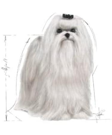 Royal Canin Dog Food Maltese Adult 1.5kg - Buy Online on GoSupps.com