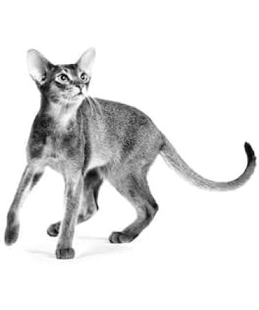 Royal Canin Cat Food Aroma Exigent Dry Cat Food 400g (Pack of 3) - Buy Online on GoSupps.com