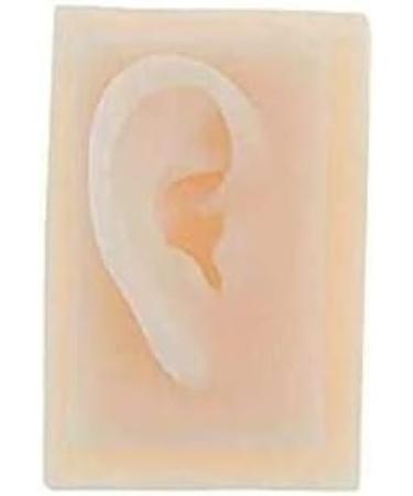 Model of Ear A Model of Silicon Ears Couple Human Model The of The Medical Research Pelle9 7 X 6.3 Centimeters / 3.82 X 2.48Inch - Buy Online on GoSupps.com