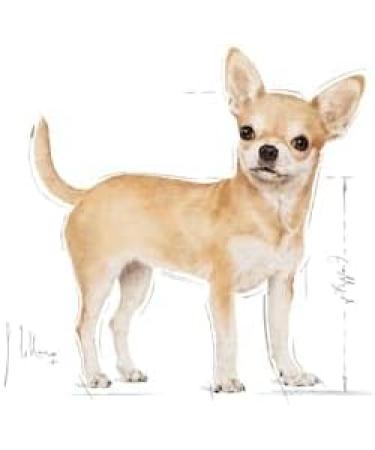 Royal Canin Chihuahua Dog Food - Dry Kibble for Adult Dogs Breed Specific - Tailored Nutrition - Science Diet - 1.5kg - Buy Online on GoSupps.com