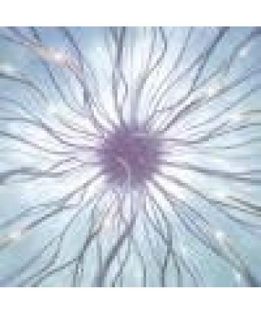 Buy Dragon Herbs Diamond Mind Drops 2 fl oz - Enhance Focus & Clarity | International Shipping Available - Buy Online on GoSupps.com