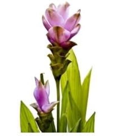 Turmeric longa - Powder - Organic - 250g - Buy Online on GoSupps.com