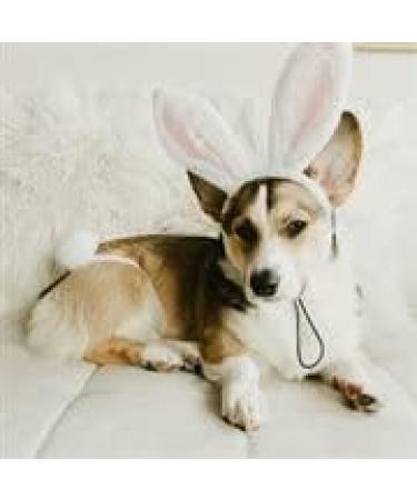 Midlee Small White Bunny Ears for Dogs with Tail - Adorable Costume Accessory - Buy Online on GoSupps.com