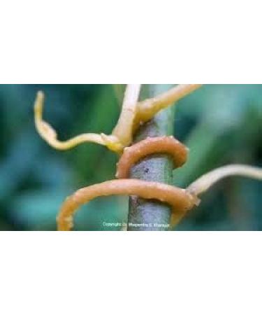 ORGANIZE Aoza Amar Bel Aftimon Hellweed Cuscuta Reflexa 500 G - Buy Online on GoSupps.com