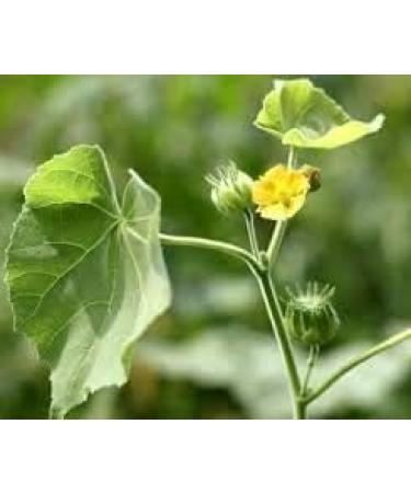 CROV ISTA AYURVEDA Atibala Leaf Powder (Abutilon indicum) Kangi Powder Indian Mallow - 200 g - Buy Online on GoSupps.com