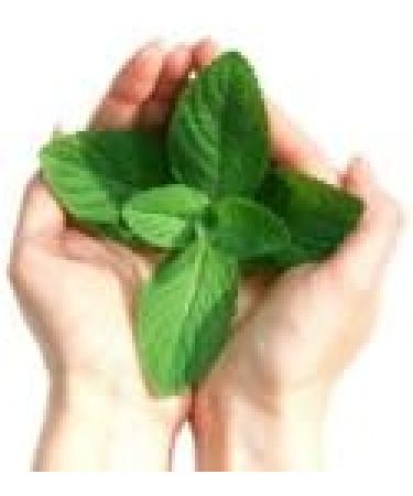 Ladibugs Lice Treatment Kit - Natural 3-Step Elimination System for Kids and Families | Comb, Serum, and Spray for Safe, Pesticide-Free Head Lice Removal - Buy Online on GoSupps.com