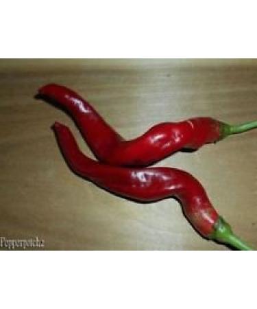 25+ Speciale Spazio Chili HJ-7 Super Pepper Nova organico Semi-D 67