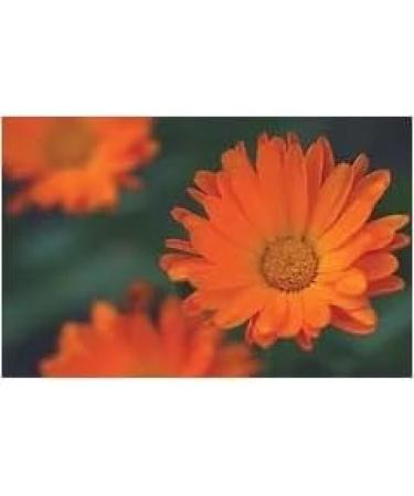 RL24 Leovet Organic Skin Oil for Horses | Itch Relief Summer Eczema & Dry Skin Care | Strengthening Skin Lotion with Organic Sulfur | 3 x 500 ml Set - Buy Online on GoSupps.com