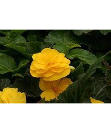 60 semi di peperoncino Aji Cubano Dulce Cachucha