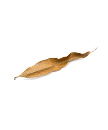 Mango Dry Leaves 250g (Pack of 02)