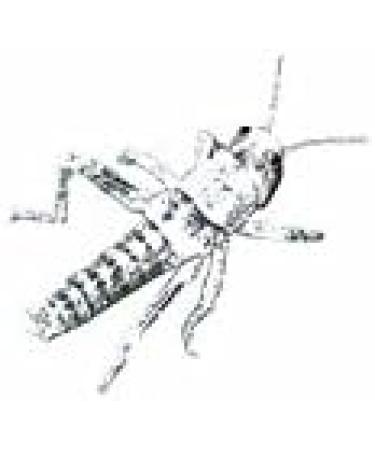 Buy Dragon Drago Vit Calcium Powder 30g - Boost Your Health | Fast International Shipping - Buy Online on GoSupps.com