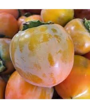 Organic California Hachiya Persimmons - 5 lbs | Fresh & Natural - Buy Online on GoSupps.com