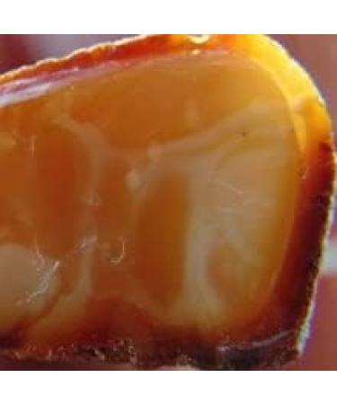 Buy Bernstein Extract with Amber Acid Succinic - Organic Elixir of Youth | Supports Body & Brain - 50ml - Buy Online on GoSupps.com