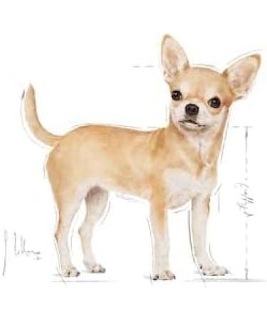 Royal Canin Chihuahua Adult | Pack of 3 | 3 x 500 g | Dry food for Adult Chihuahuas | to promote stool quality and dental health | High acceptance - Buy Online on GoSupps.com