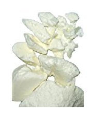 Yellow Brick Road Raw Mango Butter 8oz 8 Ounce (Pack of 1) - Buy Online on GoSupps.com