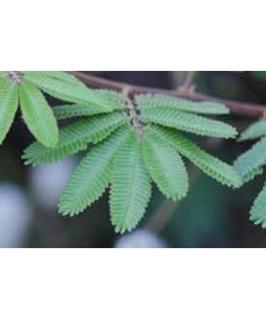 SENTA Thotta Sinungi Mimosa Pudica Powder 300G - Buy Online on GoSupps.com