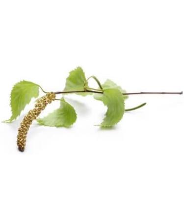 WARTY BIRCH - 30mL - Organic Bud Macerate - Buy Online on GoSupps.com