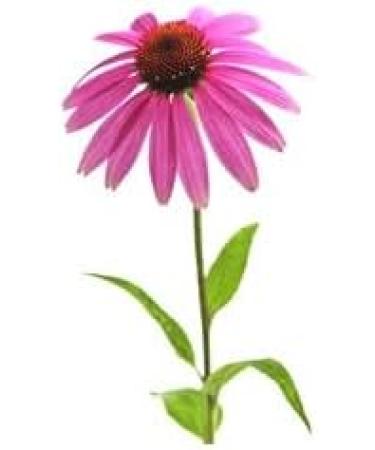 Echinacea Echinacea Herbal Tea - Cut Root - 100g - Buy Online on GoSupps.com