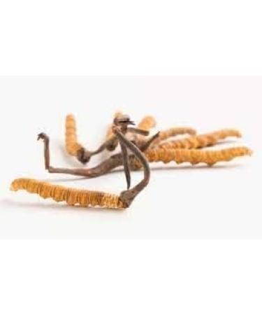 JAY Cordyceps Sinensis Powder (Caterpillar Fungus) Ophiocordyceps Sinensis Mushroom 100 g - Buy Online on GoSupps.com
